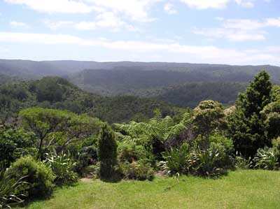 Waipoua Forest