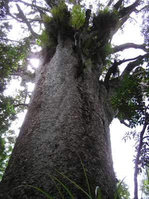 Waipoua Forest