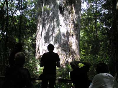 Waipoua Forest