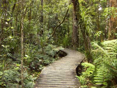 Waipoua Forest