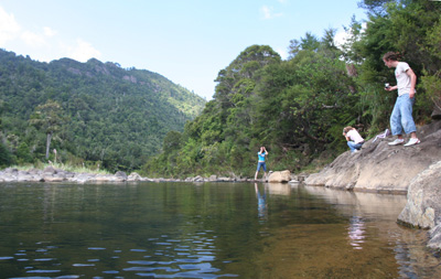 Coromandel Forest