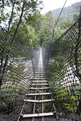Coromandel Forest